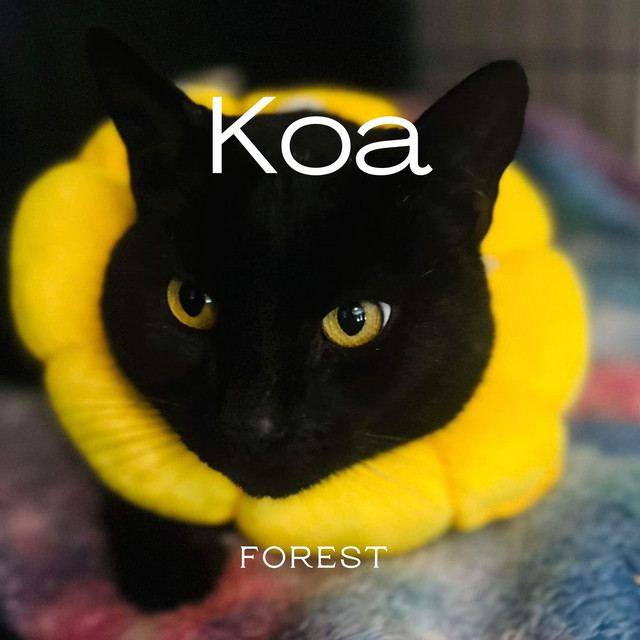 Koa cover art