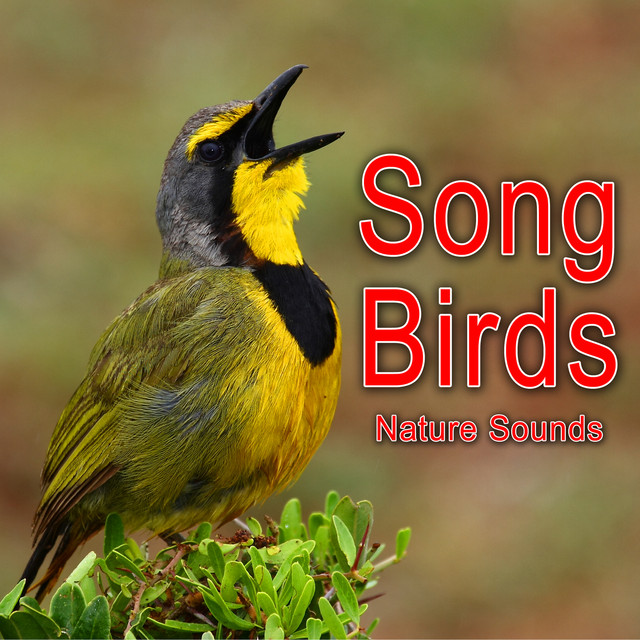 Song Birds (Nature Sounds) cover
