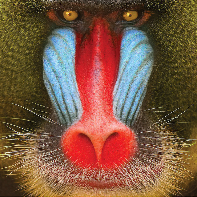Wild Smile cover art