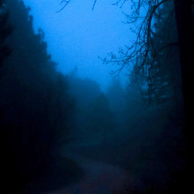 morning forest