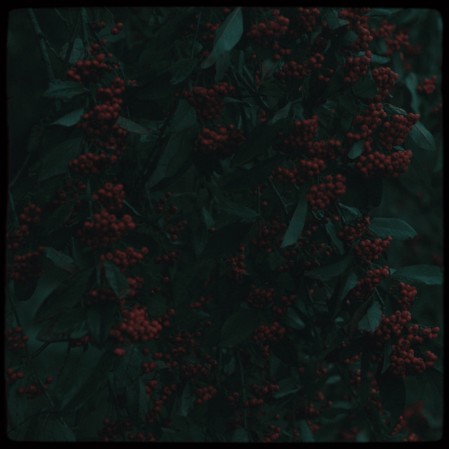 Firethorn