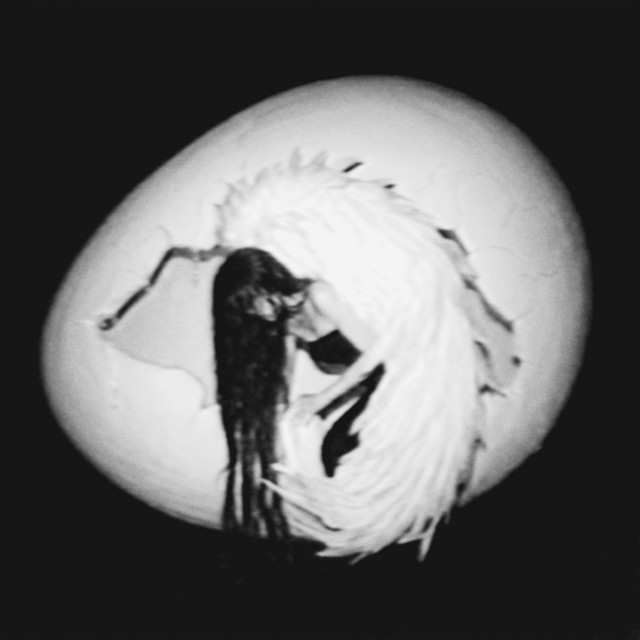 Dive cover art