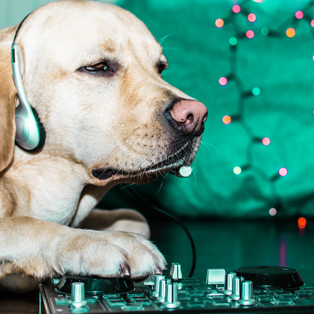 Paws and Play: Ambient Music cover art