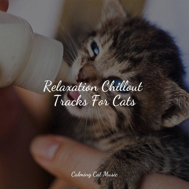 Relaxation Chillout Tracks For Cats - Album by Jazz Music Therapy for ...
