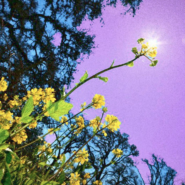 Lay Down in the Flower Bed