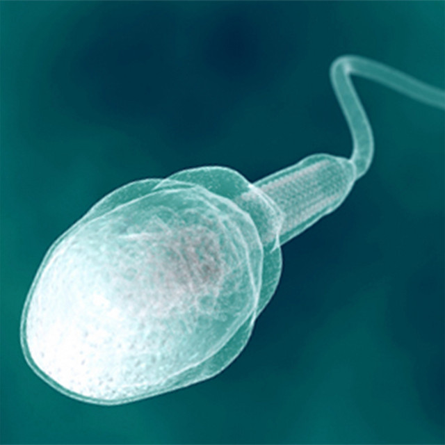 Ospermione żelki cover art