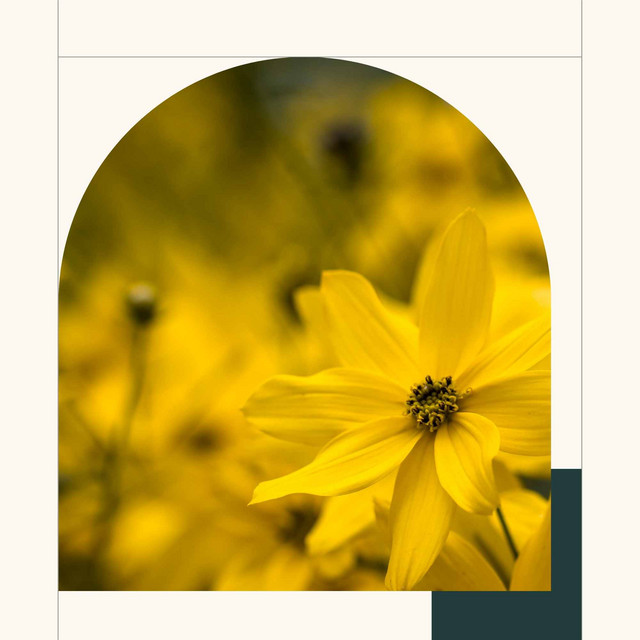 Cultured Latin Trumpet - Ambiance for Daily Nature Experiences cover art