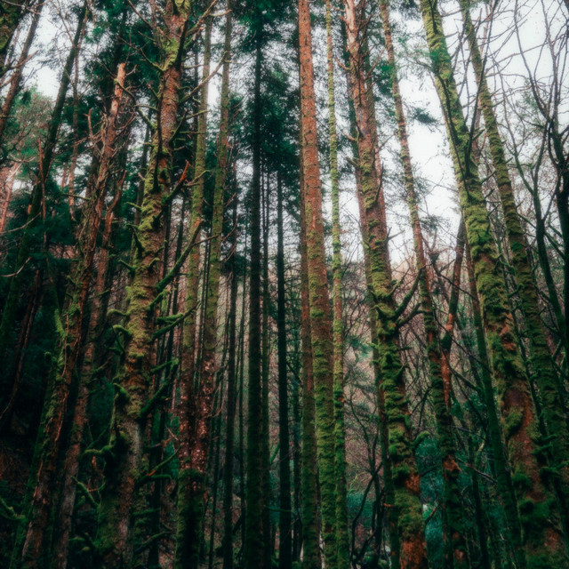 A Distant Place