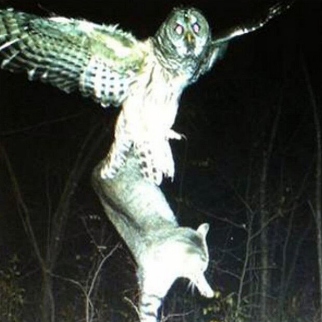 owls cover art