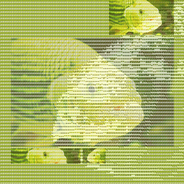 70M4 P1R4NHA cover art
