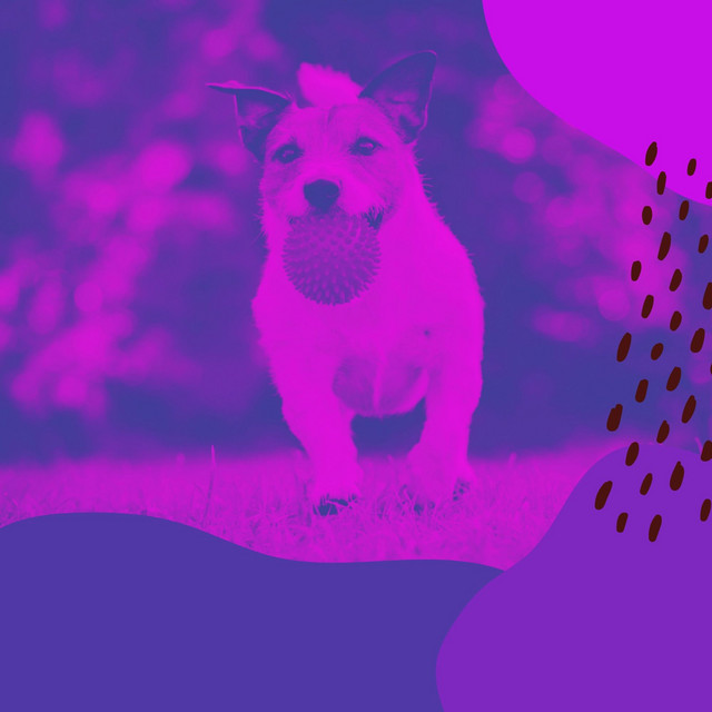 Backdrop for Infinite Energy Puppy - Soulful Trumpet, Soprano Sax, Tenor Sax and Guitar cover art