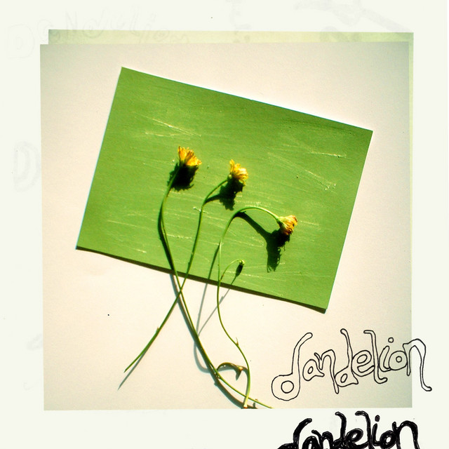 Dandelion cover