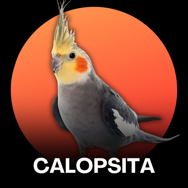 Calopsita - Mario Bros cover art