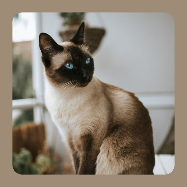 Ambiance for Funny Cats cover art