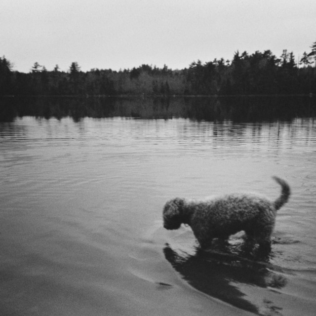 Dog Drop Lane cover art