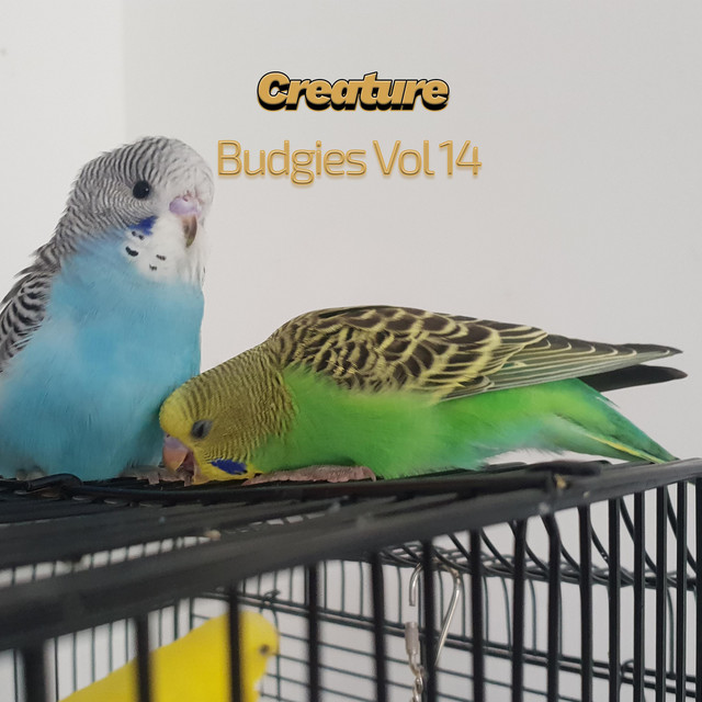 Budgies, Vol. 14 cover art