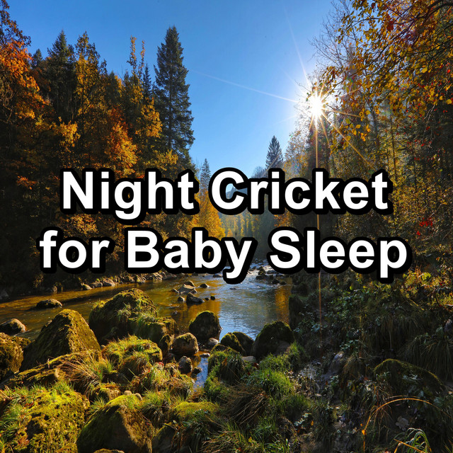 Night Cricket for Baby Sleep cover art