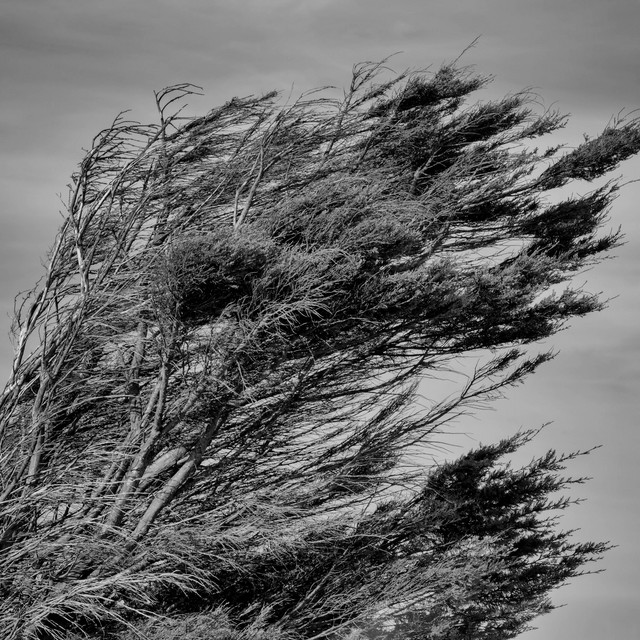 Обкладинка: Dance of the Wind — Vens Adams