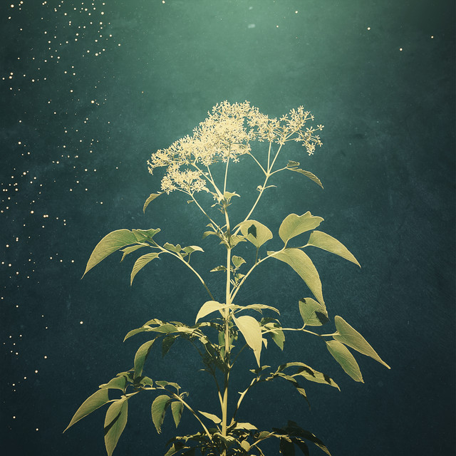 Обкладинка: Elderflower — Ikiro