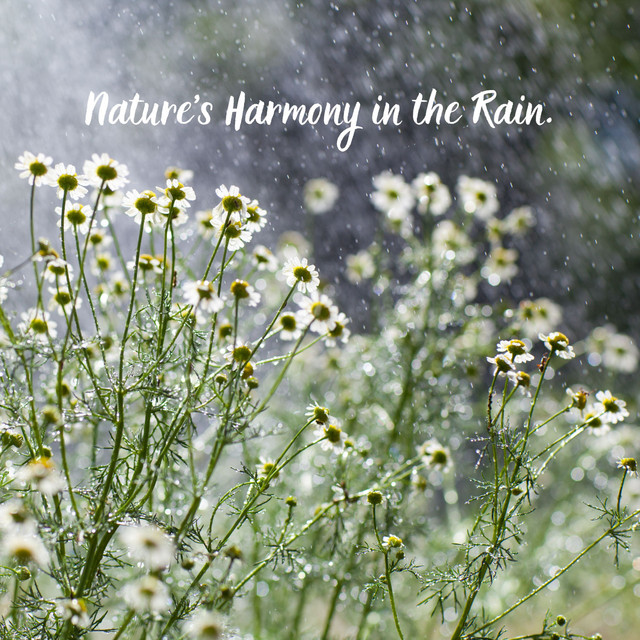 Nature's Harmony in the Rain. cover art