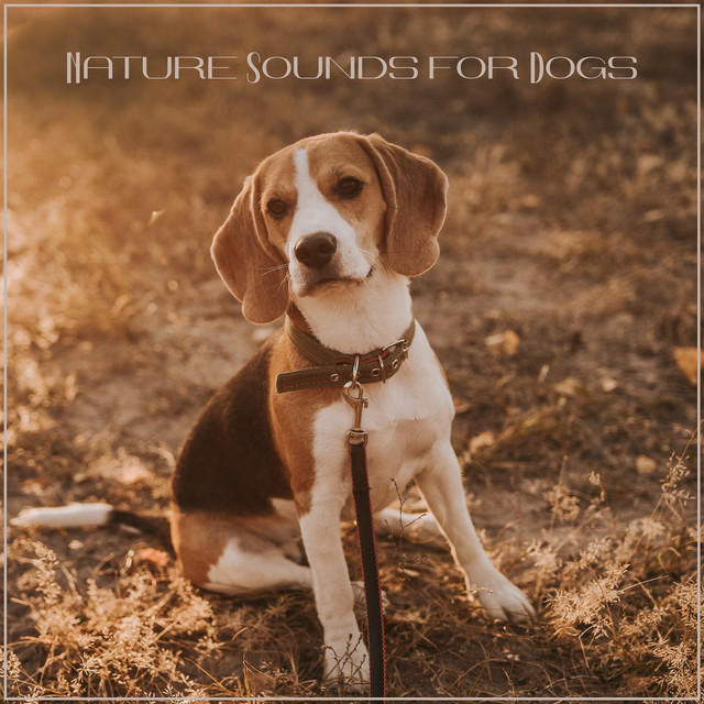 Nature Sounds for Dogs (To Relax and Calm Down) - Album by Pet Care ...