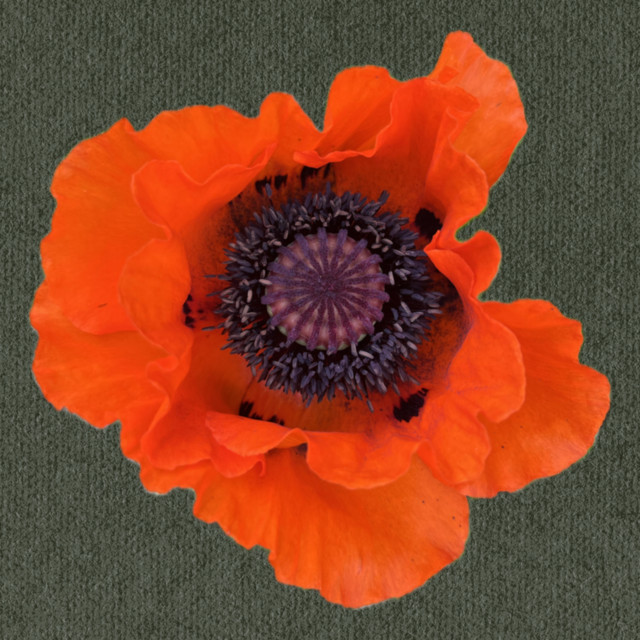 We Are a Flower artwork