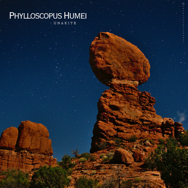 Phylloscopus humei