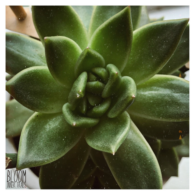 Bloom cover art