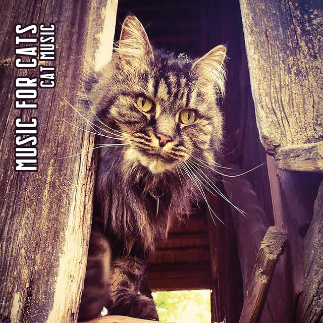 Cat Music cover art