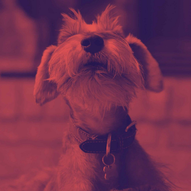 Music for Awesome Pups (Piano Duo) cover art