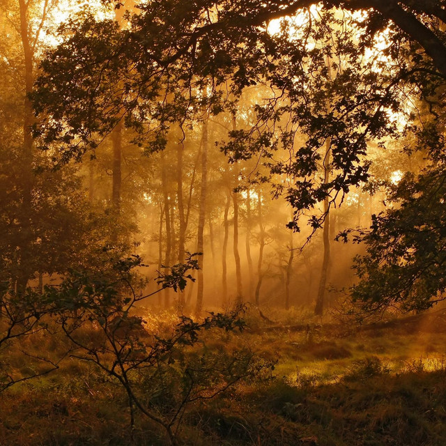 Leaves cover