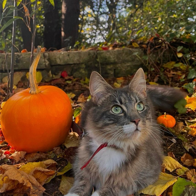Pumpkin Patch!