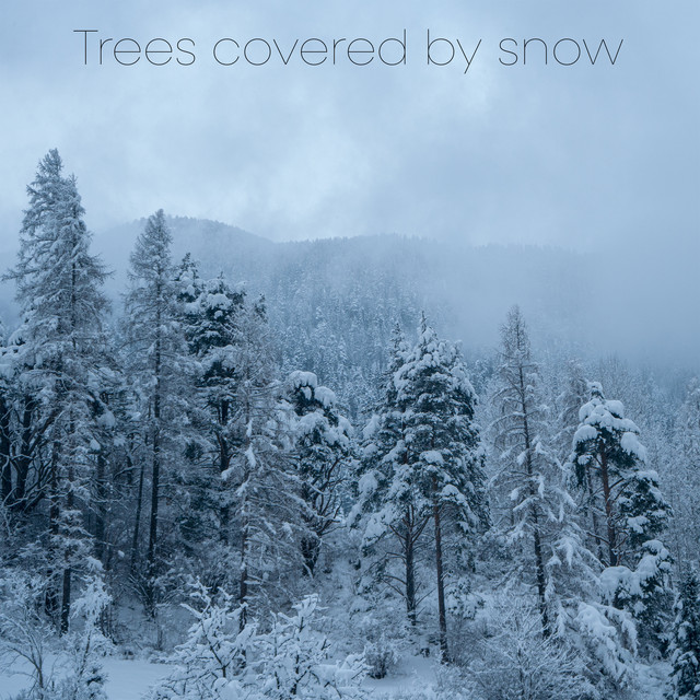 Trees Covered by Snow album image