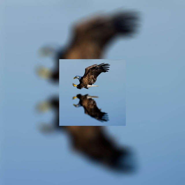 Eagle cover art