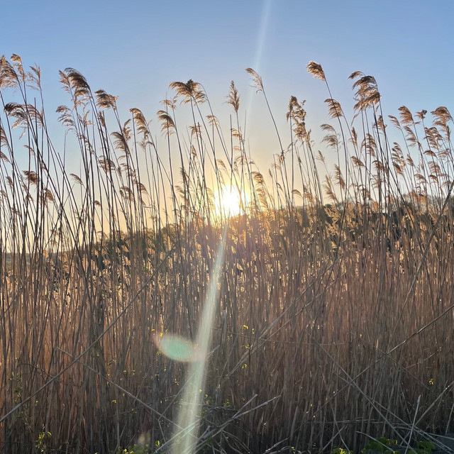 The Field