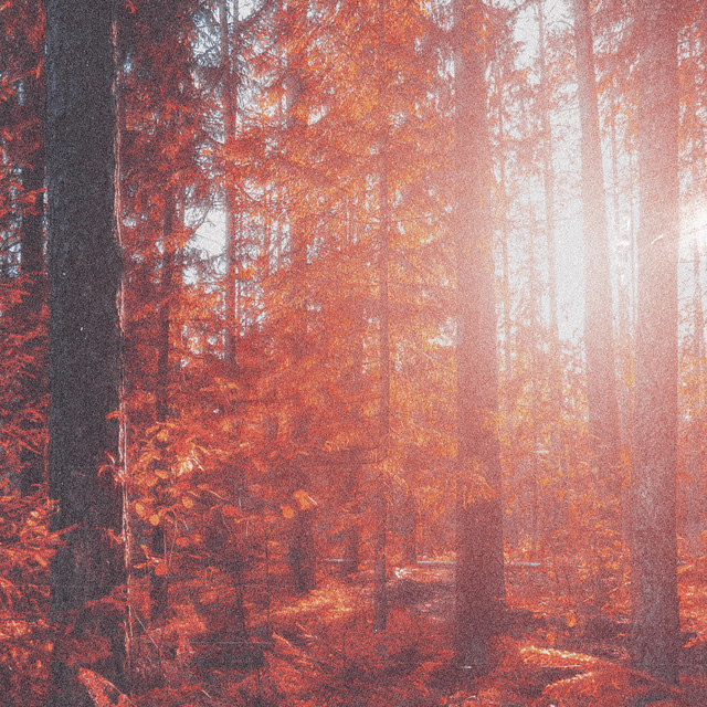 Leafs cover art
