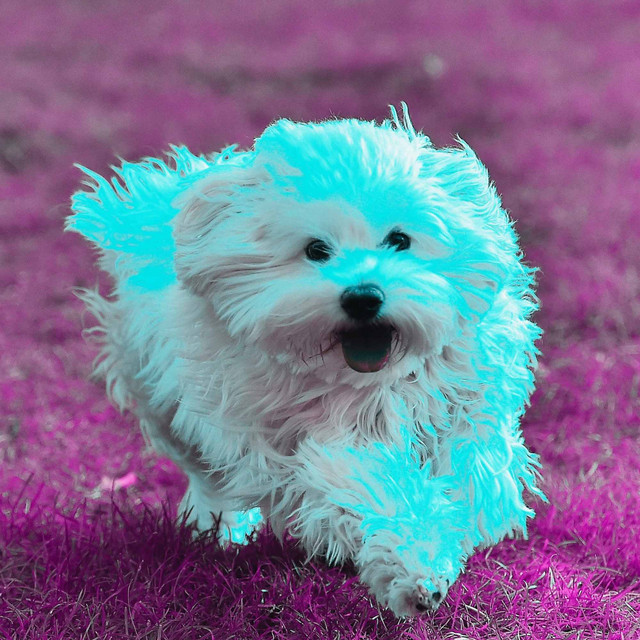 Spirited Guitar Jazz - Ambiance for Mellow Pooches cover art