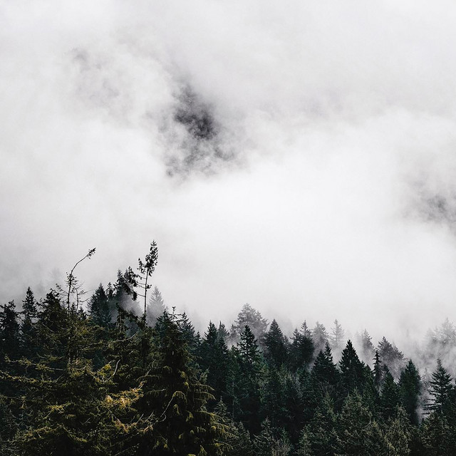 Forest cover art