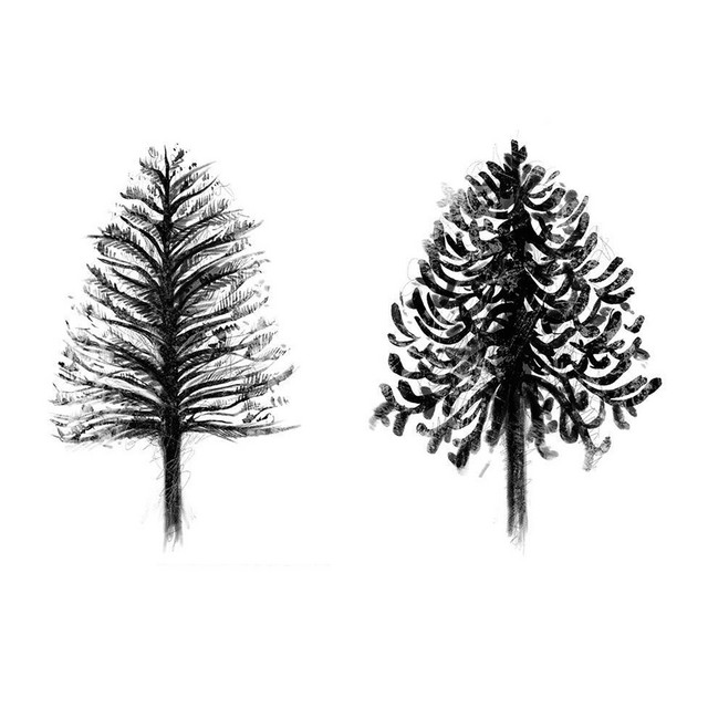 Dear Araucaria cover art