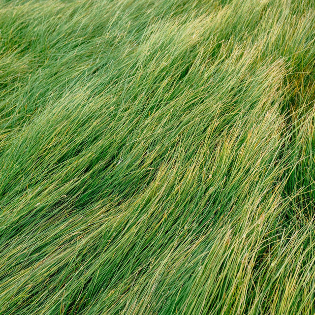 Touching Grass