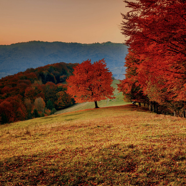 Обкладинка: Autumn — Vens Adams