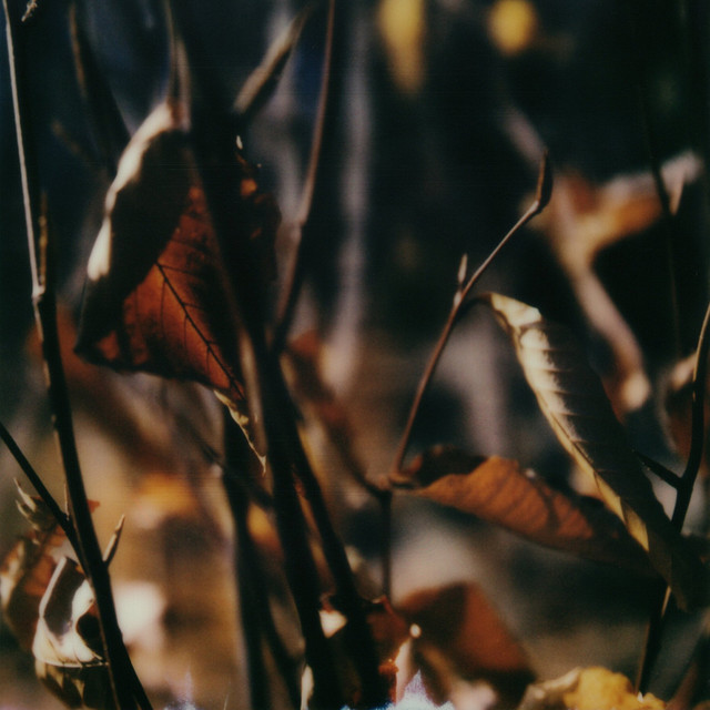 Bloodless cover art