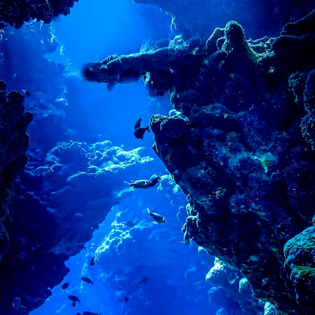 under the sea album image