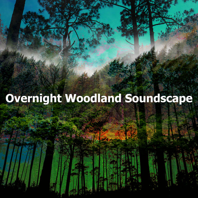 Overnight Woodland Soundscape cover art