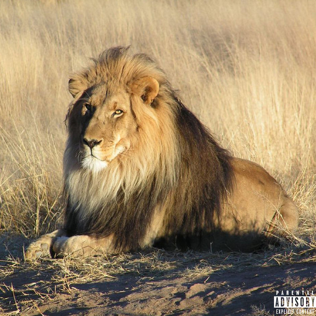Thicc! cover