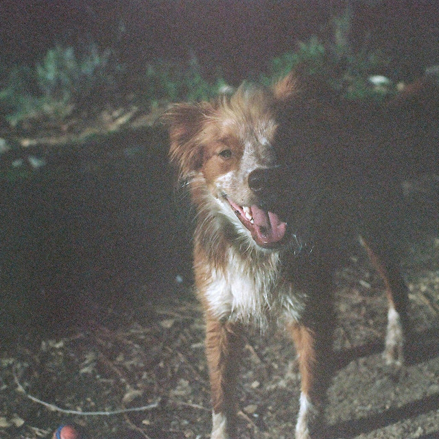 animal cover