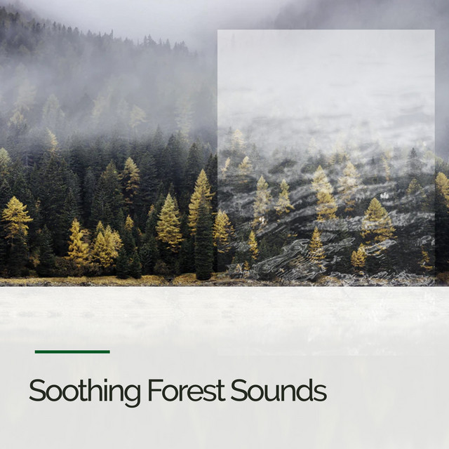 ! ! ! ! Soothing Forest Sounds ! ! ! ! cover art