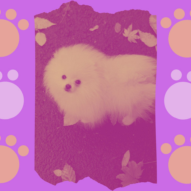 Music for Quiet Dog Parks cover art