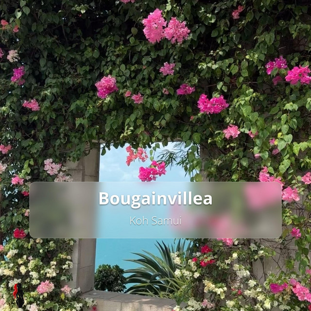 Koh Samui (Bougainvillea) cover