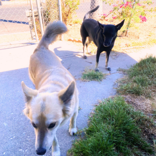 Dogs cover art